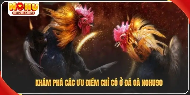 Khám phá các ưu điểm chỉ có ở đá gà Nohu90